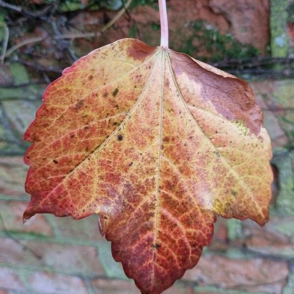 Parthenocissus tricuspidata برگ