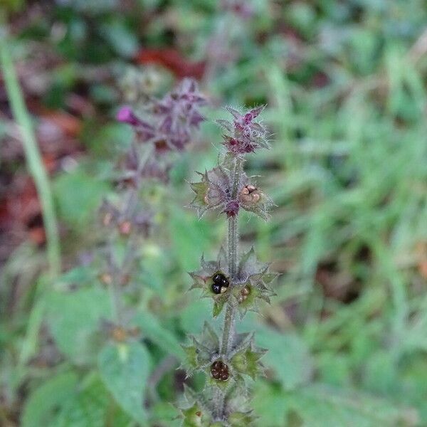 Stachys sylvatica Blomst