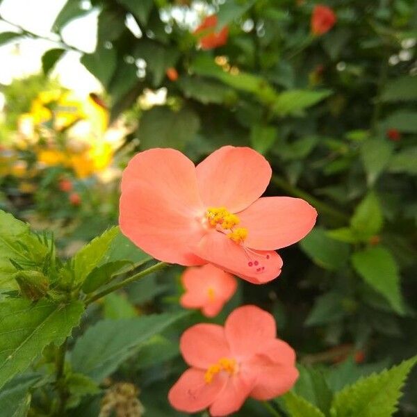 Hibiscus micranthus Virág