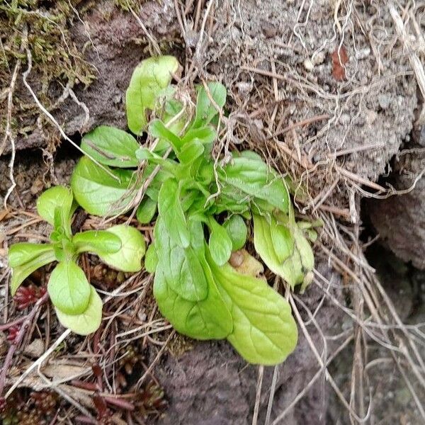 Valeriana locusta عادت