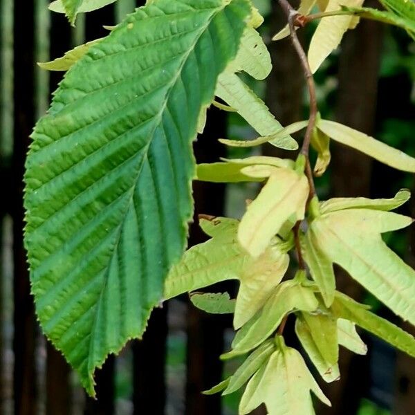 Carpinus caroliniana Plod