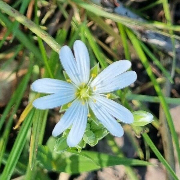 Stellaria palustris Blüte