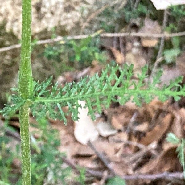 Achillea ligustica Листок