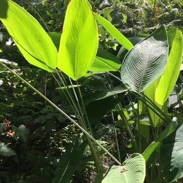 Thalia geniculata Blatt