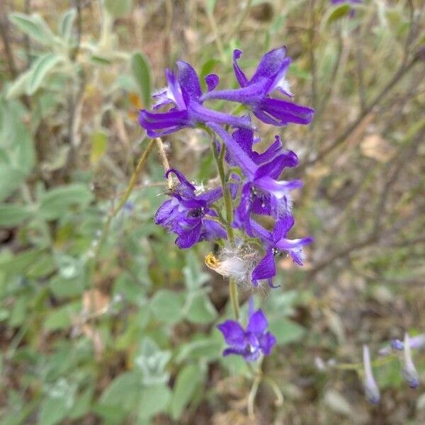 Delphinium tricorne Flower