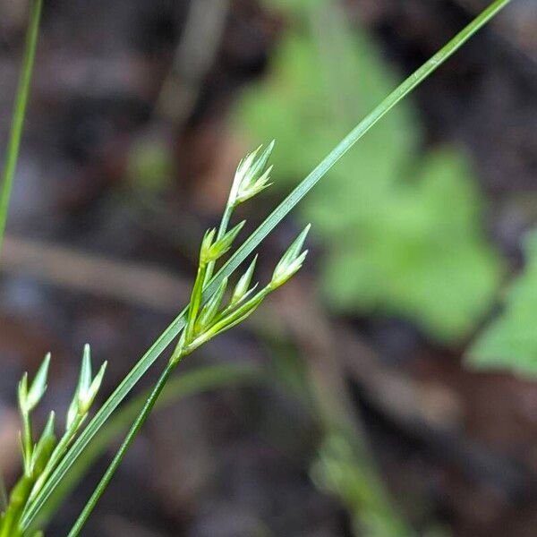 Juncus tenuis Meyve