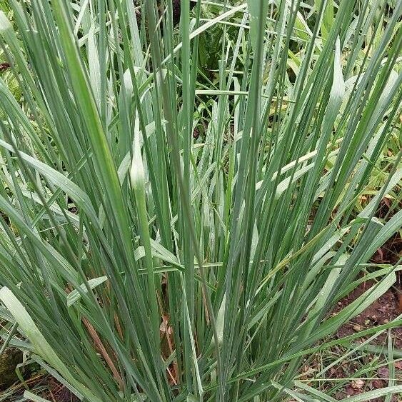 Molinia caerulea Deilen