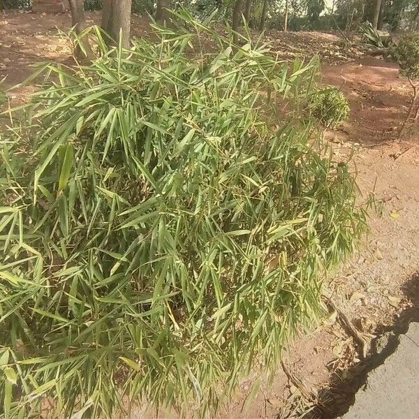 Phyllostachys aurea Habit