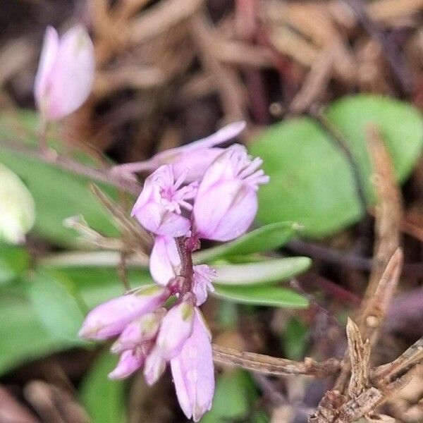 Polygala serpyllifolia Flower