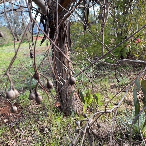 Eucalyptus leucoxylon 樹皮