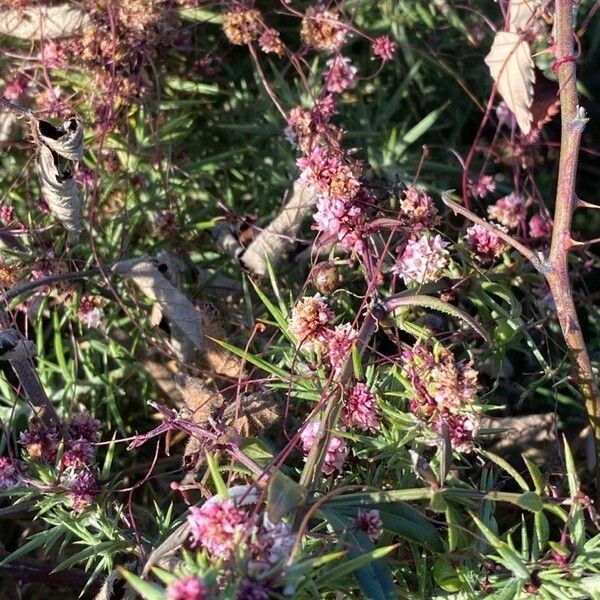 Cuscuta epithymum Habit