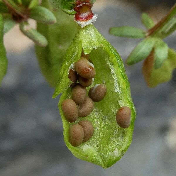 Reseda phyteuma Fruit