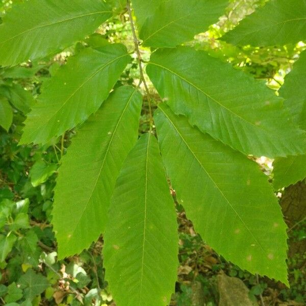 Castanea sativa Blad