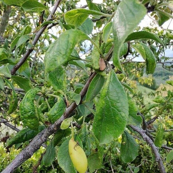 Prunus domestica Vaisius