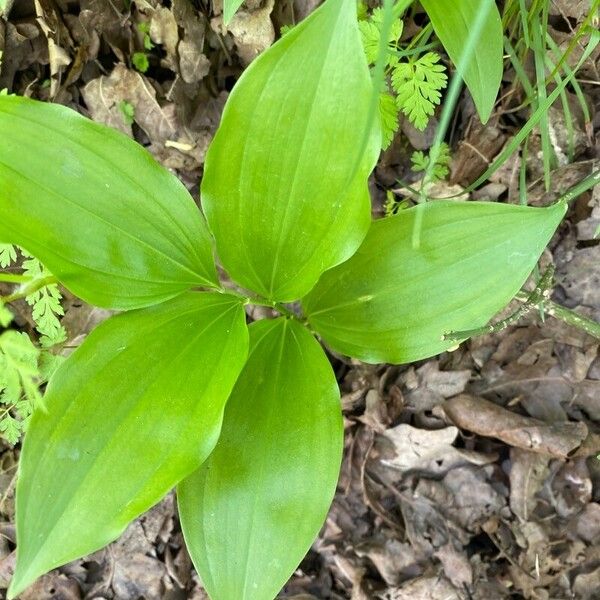 Polygonatum latifolium Blad