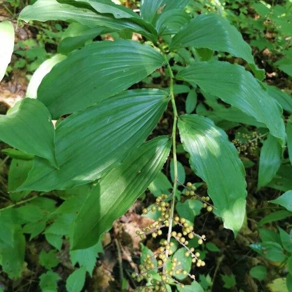 Maianthemum racemosum Fruitua