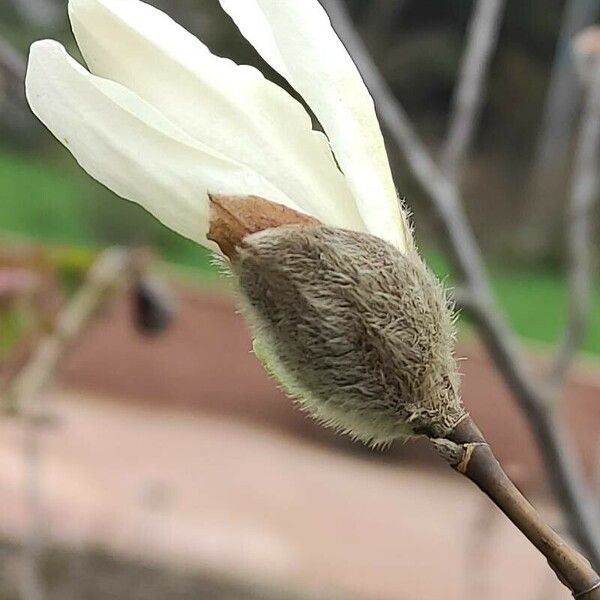 Magnolia kobus Cvet