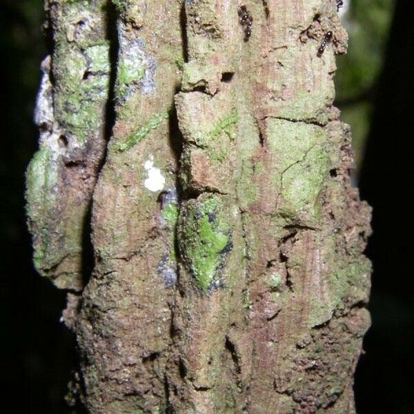 Aristolochia translucida 樹皮