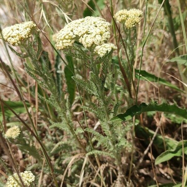 Achillea crithmifolia Flors