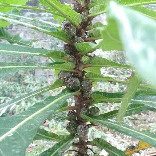 Ficus pseudopalma Fruit