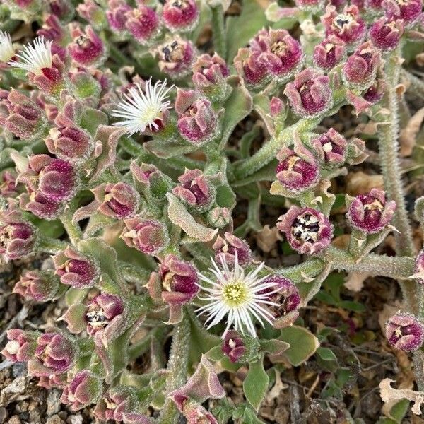 Mesembryanthemum crystallinum 花