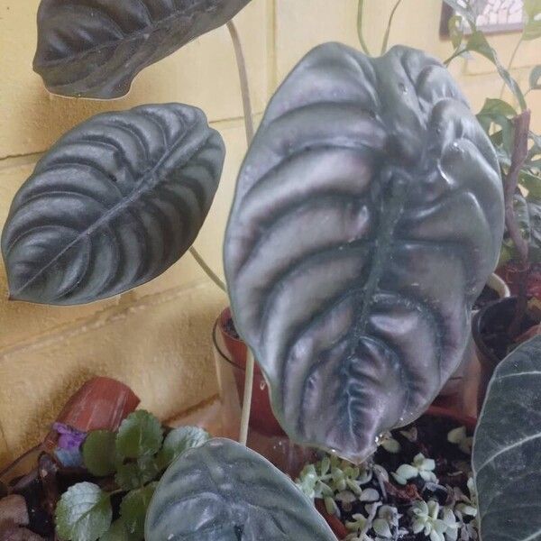 Alocasia cuprea ᱥᱟᱠᱟᱢ