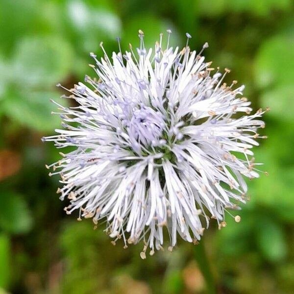 Globularia nudicaulis Kwiat