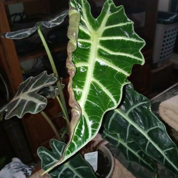 Alocasia longiloba Leaf