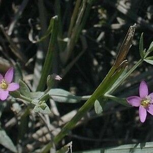 Centaurium pulchellum 形态