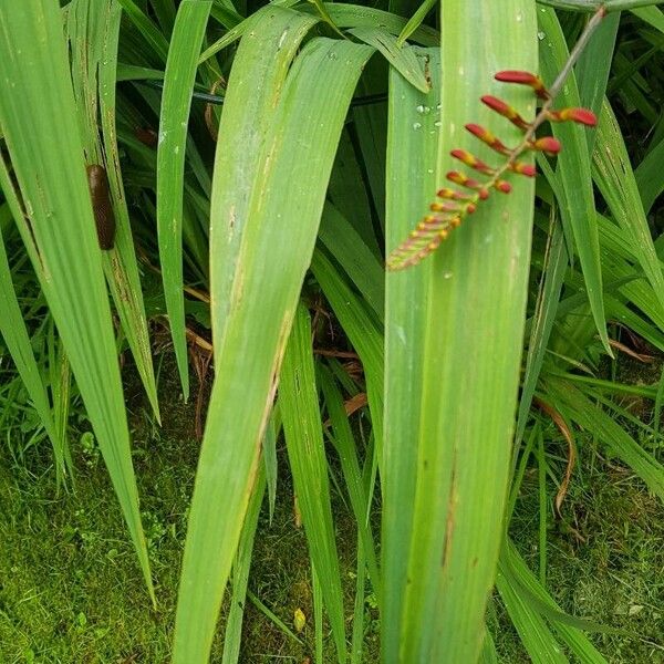 Crocosmia aurea 葉