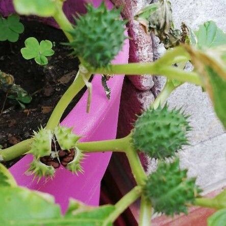 Datura stramonium Плід