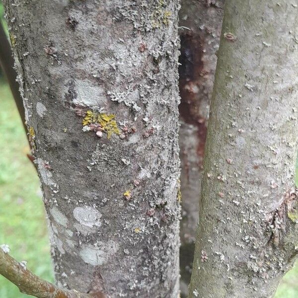 Salix magnifica Bark