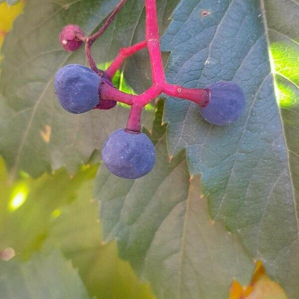 Parthenocissus inserta Vrucht