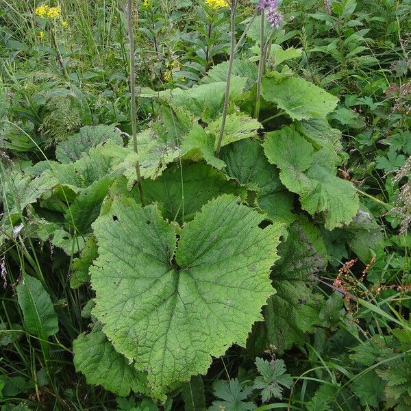 Adenostyles alliariae Feuille