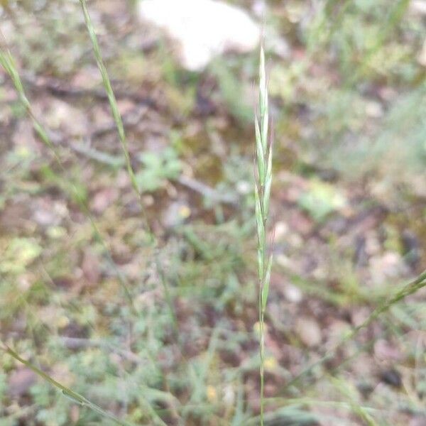 Helictochloa bromoides ফুল