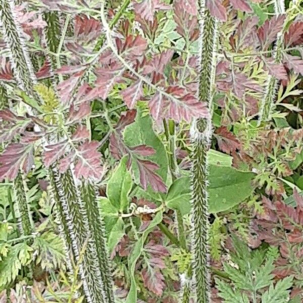 Ammi majus Bark