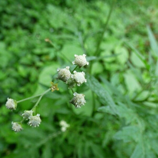 Parthenium hysterophorus Цвят