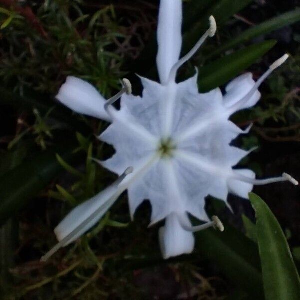 Pancratium zeylanicum Fleur