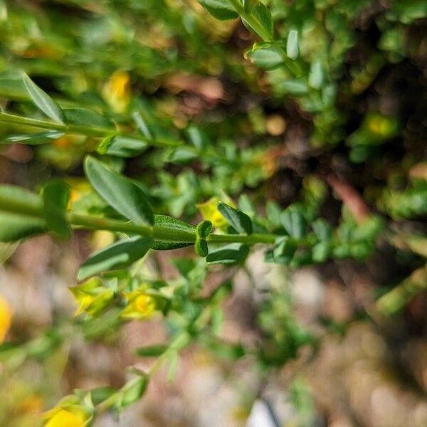 Hypericum linarioides ഇല