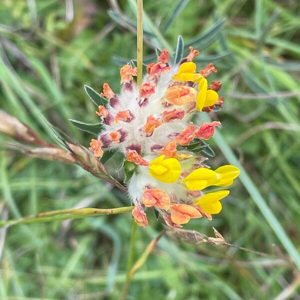 Anthyllis vulneraria Кветка