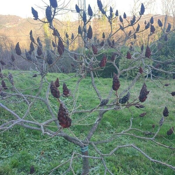 Rhus typhina Flor