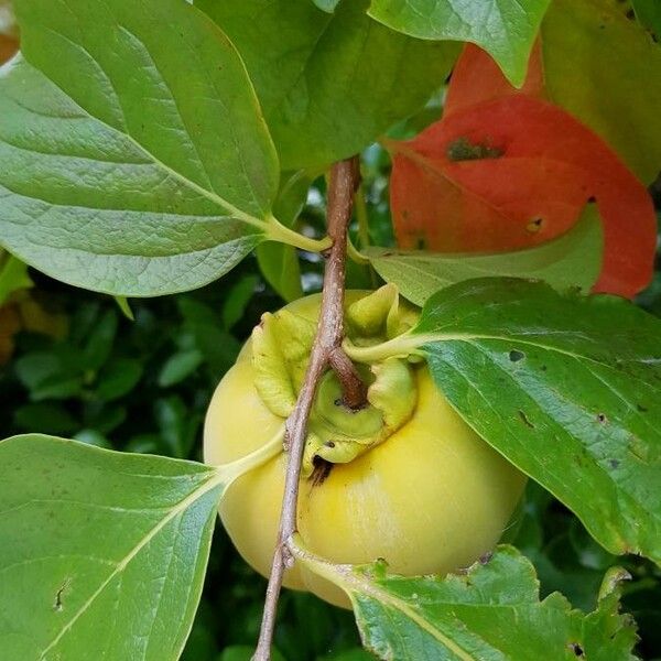 Diospyros kaki Fruit