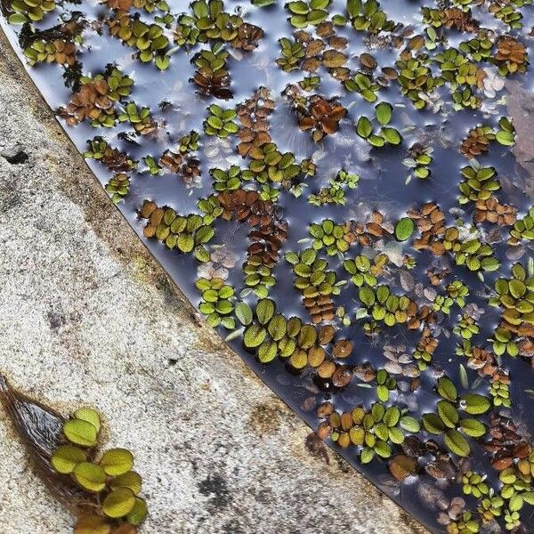 Salvinia minima Лист