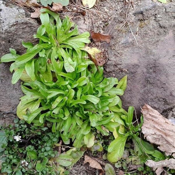 Valeriana locusta عادت