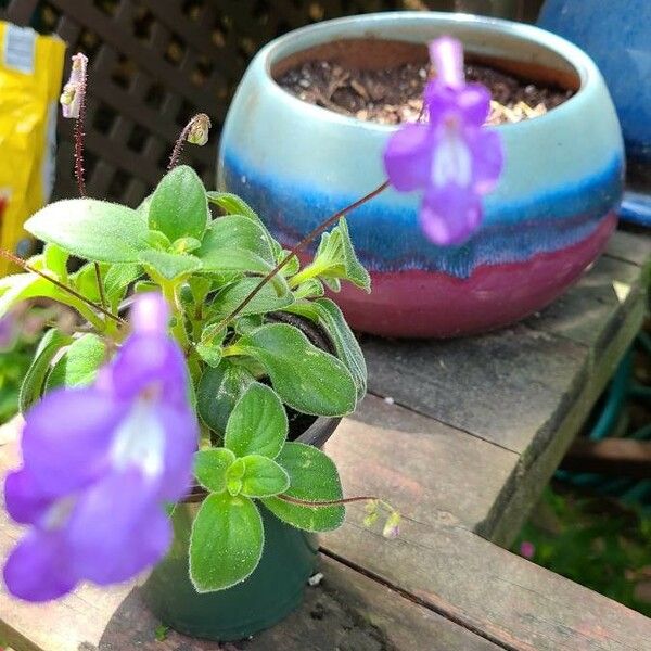 Streptocarpus saxorum Kukka