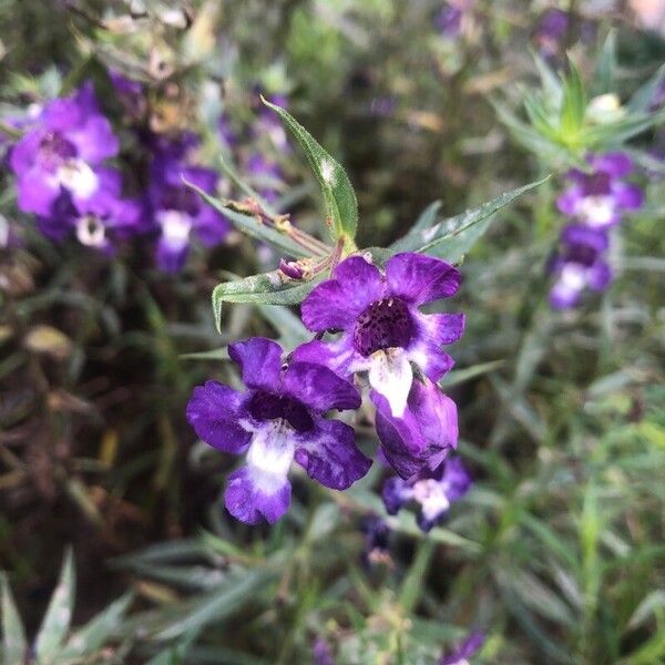 Angelonia biflora Blodyn