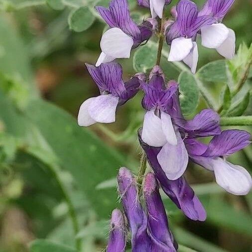 Vicia sepium 花