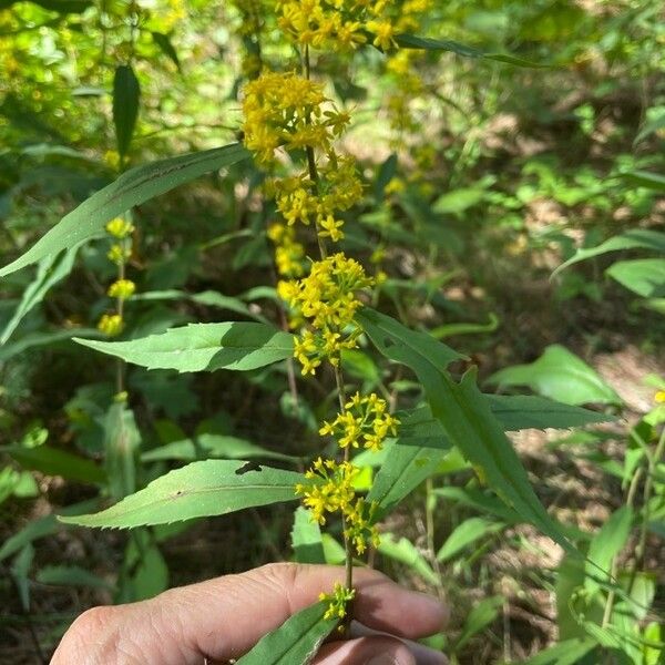 Solidago caesia Цвят