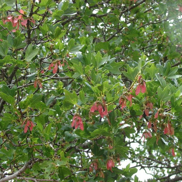 Acer sempervirens Blad