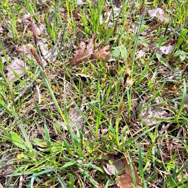 Carex flacca ᱛᱟᱦᱮᱸ